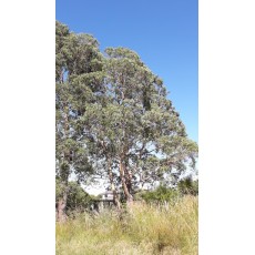 Eucalyptus gunnii Eucalyptus gunnii